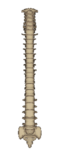 turnspine.gif (61841 bytes)